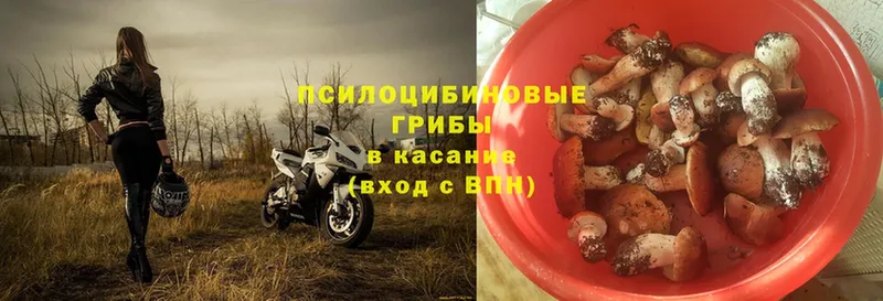 магазин продажи   Котельники  Галлюциногенные грибы Psilocybe 